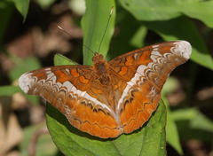 Lebadea martha martha