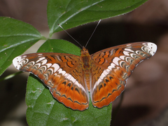 Lebadea martha martha