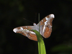 Lebadea martha martha