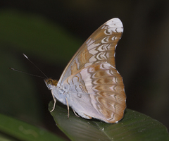 Lebadea martha martha