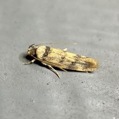 Sphyrelata nefanda