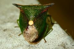 Anaca fasciata