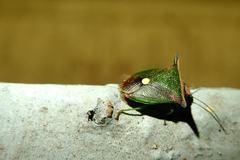 Anaca fasciata