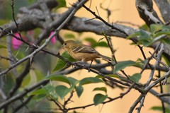 Sporophila morelleti