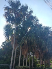 Sabal mauritiiformis