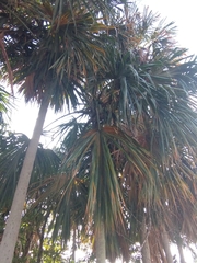 Sabal mauritiiformis