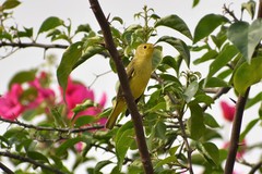 Setophaga petechia
