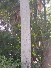 Sabal mauritiiformis