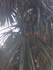 Sabal mauritiiformis