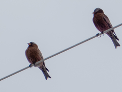 Leucosticte tephrocotis tephrocotis