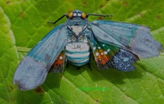 Penthicodes farinosus