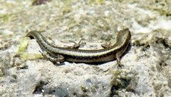 Cryptoblepharus africanus