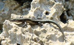 Cryptoblepharus africanus