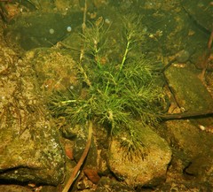 Rorippa aquatica