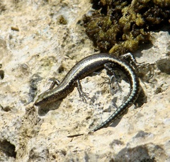 Cryptoblepharus africanus