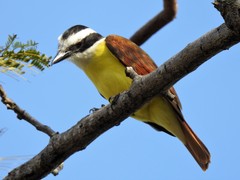 Pitangus sulphuratus