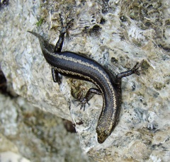 Cryptoblepharus africanus