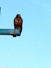 Rupornis magnirostris