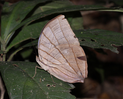 Amathuxidia amythaon