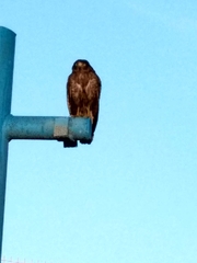 Rupornis magnirostris