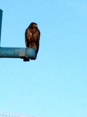 Rupornis magnirostris