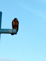 Rupornis magnirostris