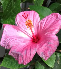 Hibiscus