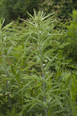 Artemisia umbrosa