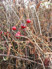 Rosa maximowicziana