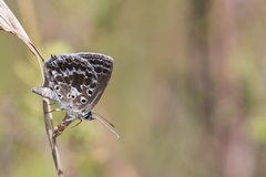 Lepidochrysops asteris