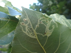 Aulagromyza populi