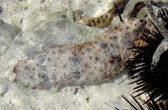 Holothuria pervicax image