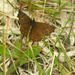 Daedalma inconspicua - Photo (c) Lepidoptera Colombiana 🇨🇴, algunos derechos reservados (CC BY-NC), subido por Lepidoptera Colombiana 🇨🇴