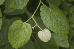 Tilia mandshurica