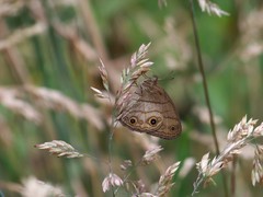 Hermeuptychia harmonia