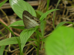 Euptychoides laccine