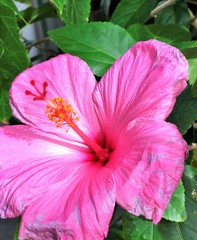 Hibiscus