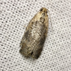 Cryptoptila australana
