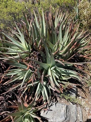 Aloe succotrina