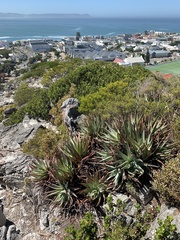 Aloe succotrina