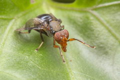 Valonia