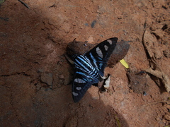 Jemadia gnetus