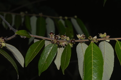Casearia grandiflora