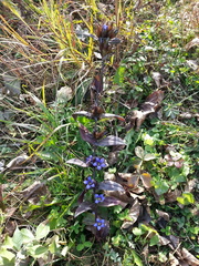 Gentiana scabra