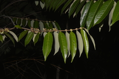 Casearia grandiflora
