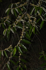 Casearia grandiflora