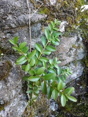 Buxus colchica