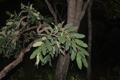 Qualea parviflora