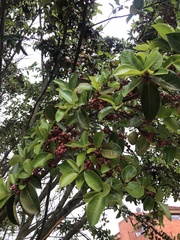 Psidium cattleyanum