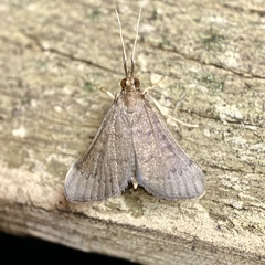 Piletocera macroperalis